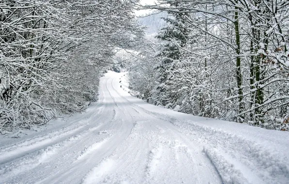 Picture winter, road, forest, snow, trees, landscape, nature, the snow