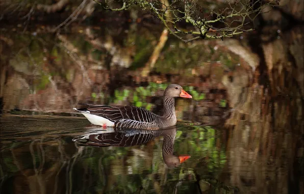 Trees, branches, lake, reflection, bird, shore, goose, swimming