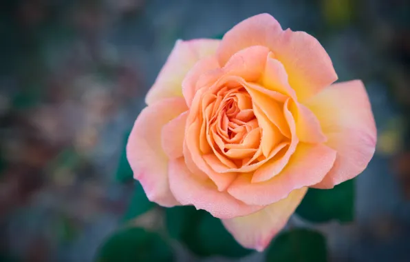 Macro, Rosa, rose, petals, bokeh