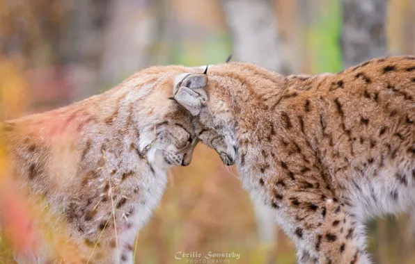 Love, predators, weasel, wild cats, a couple, lynx