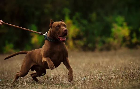 Picture uniform, shepherd, teeth, security, angry dog, vicious, chocolate pitbull, pit bulls