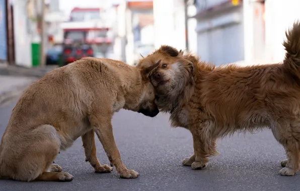Dogs, love, pair