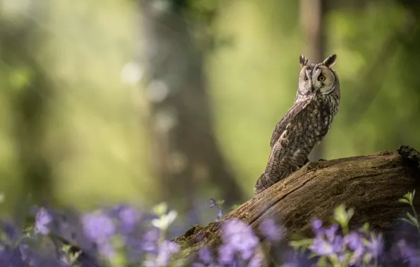 Flowers, owl, bird, snag, bokeh, Long-eared owl