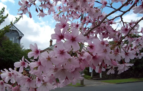 Picture spring, flowering, Spring, flowering