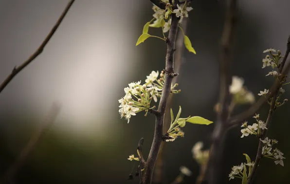 Macro, branches, nature