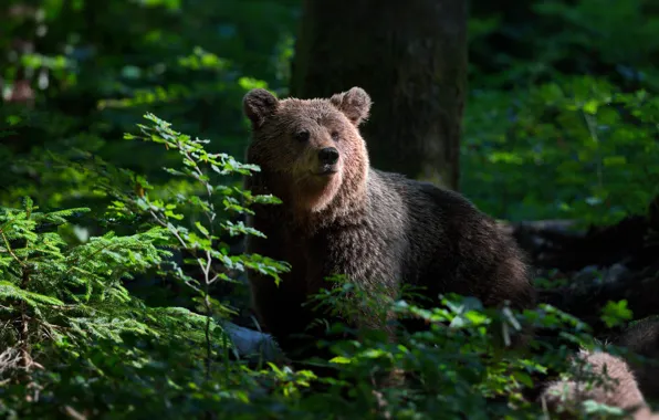 Picture forest, bear, Alexander Perov