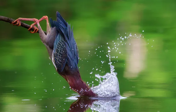Water, squirt, fishing, dip, the American green Heron