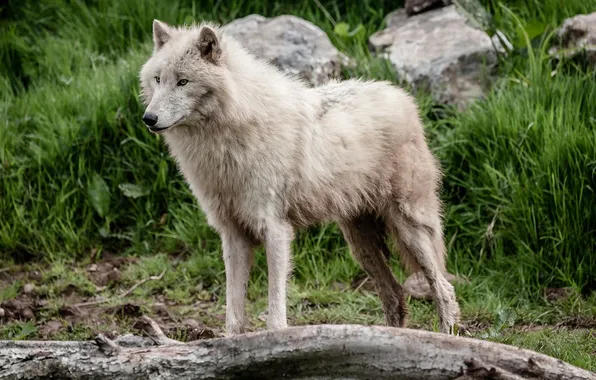 Pose, predator, fur, handsome, white wolf