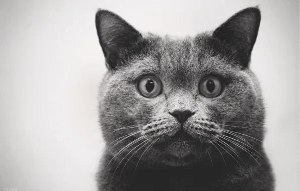 Cat, cat, cat, meow, British, meow