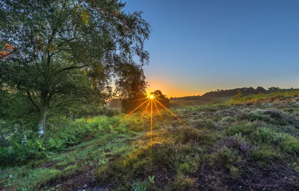 Field, summer, trees, sunset, hills, vegetation, foliage