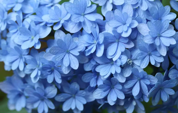 Picture macro, blue, hydrangea