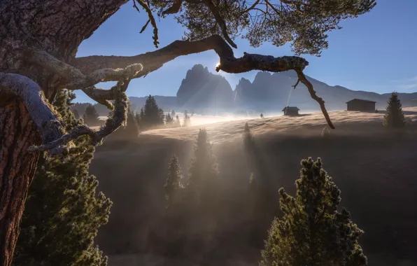 Mountains, branches, fog, tree, morning, Alps, houses, pine