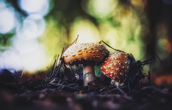 Autumn, nature, glade, mushroom, Amanita, a couple, bokeh, twigs