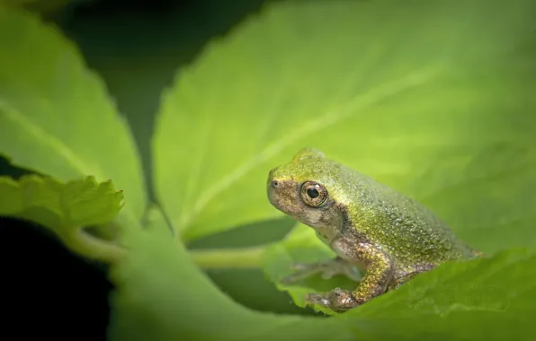 Picture macro, background, sweetheart, frog, color