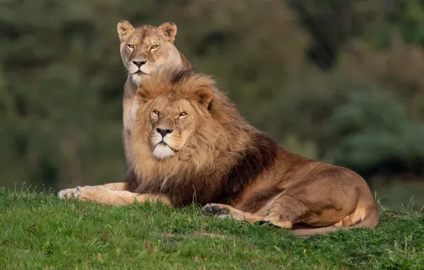 Leo, wild cats, lions, a couple, lioness, family portrait