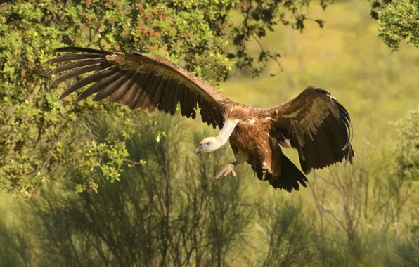Flight, branches, nature, bird, the bushes, Grif, wingspan