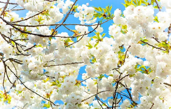 Flowers, Tree, Spring, Sakura