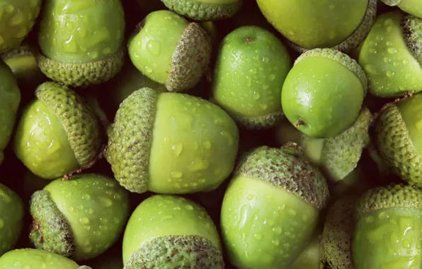 Drops, nature, texture, acorns, oak