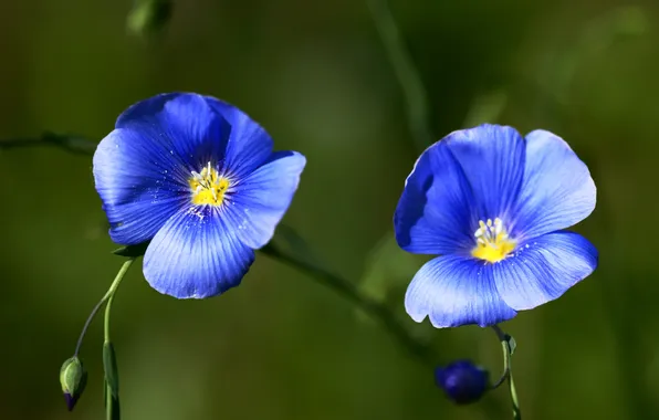Flowers, blue, pollen, petals, len