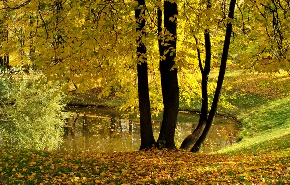 Picture autumn, leaves, trees, pond, Park, yellow, Vorontsovo