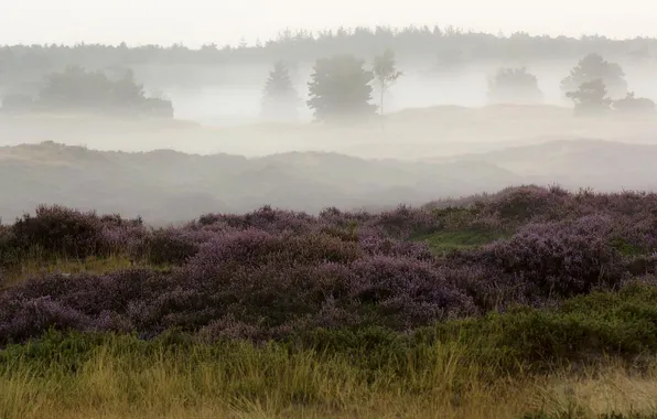Field, landscape, fog