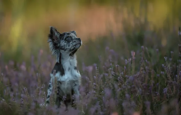 Face, bokeh, doggie, Chihuahua, Heather, dog