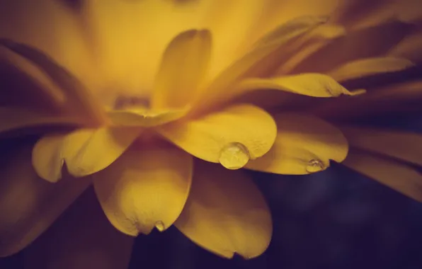 Picture flower, drop, yellow, petals
