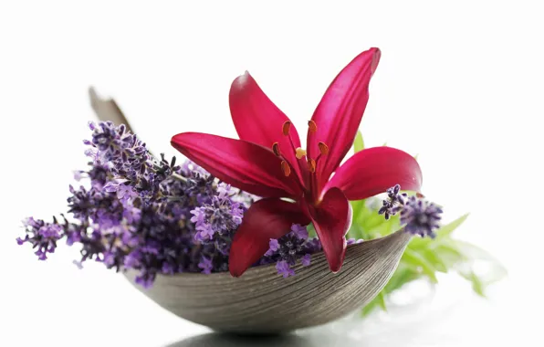 Macro, flowers, Lily, lavender