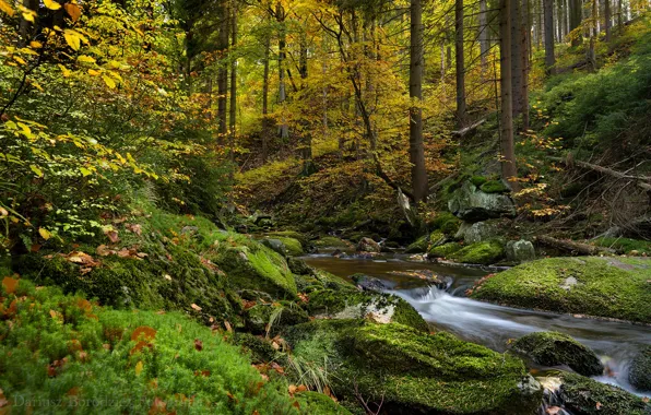 Autumn, forest, trees, stream, moss, Poland, Poland, Karkonosze National Park