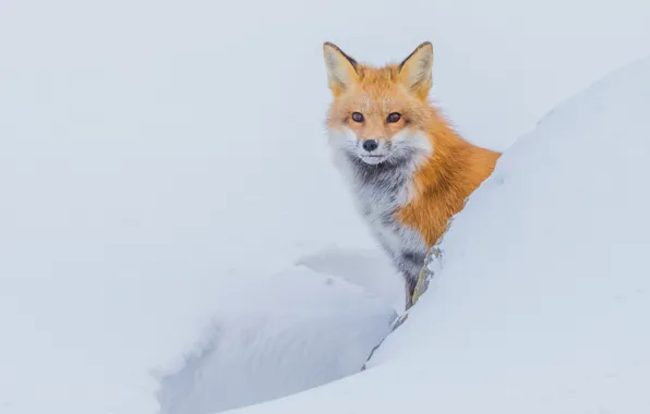 Picture winter, look, face, snow, Fox, the snow, red