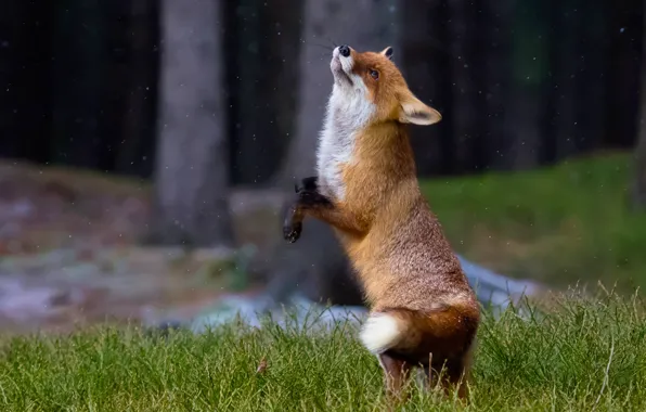 Picture grass, dance, Fox, red