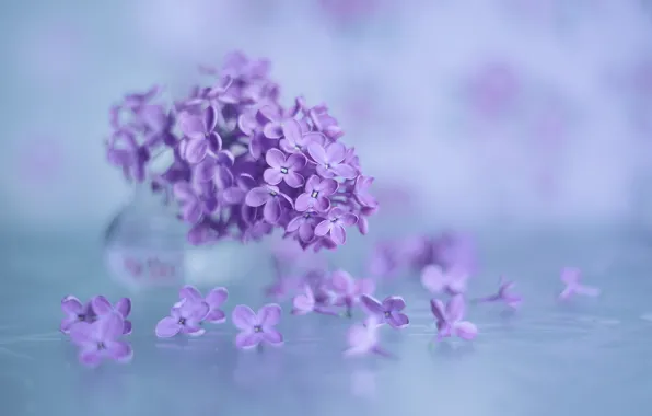 Picture macro, background, lilac