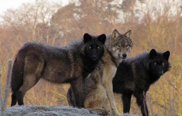 Nature, snow, predator, face, animal, wolf, wildlife, portrait