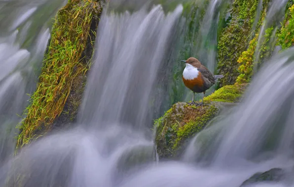 Picture bird, England, Derbyshire, water Sparrow, dipper, water thrush