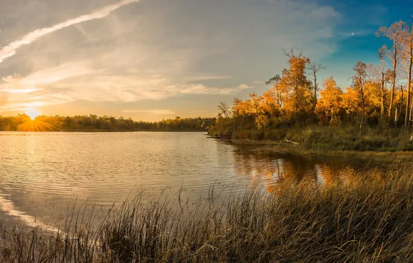 Autumn, forest, the sky, grass, the sun, trees, lake, pond