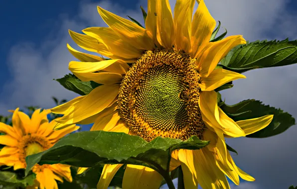 Summer, the sky, leaves, sunflowers, flowers, close-up, yellow, sunflower