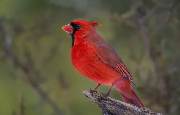 Picture nature, bird, bitches, cardinal