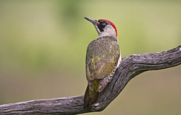 Bird, branch, woodpecker