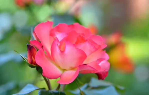 Picture macro, rose, Bush, petals