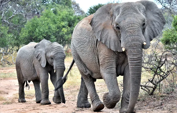 Family, the elephant, elephant