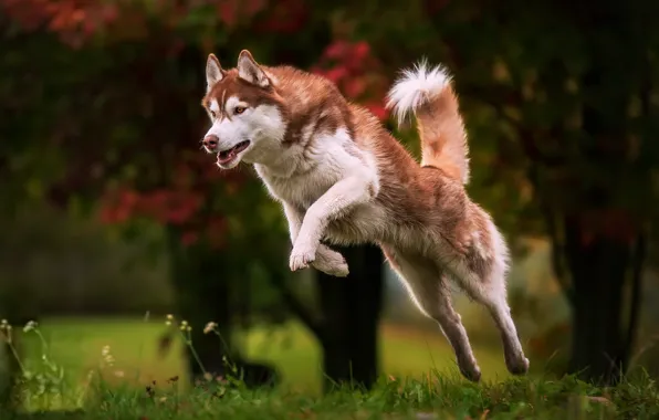 Background, each, dog