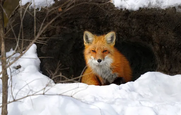 Picture winter, look, snow, branches, nature, Nora, muzzle, Fox