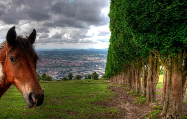 Picture the sky, clouds, trees, the city, horse