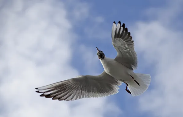 Picture the sky, bird, wings, Seagull