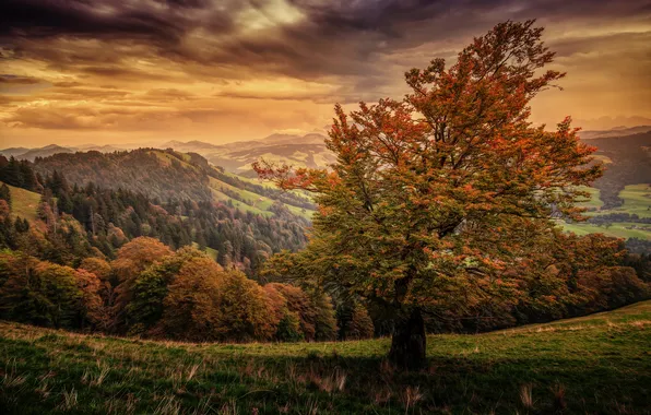 Autumn, forest, grass, mountains, tree, field, treatment, hill