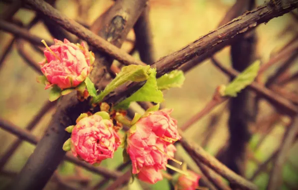 Macro, flowers, tree, pink, rose, Bush, branch, spring