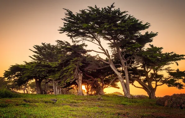 Trees, sunset, the evening