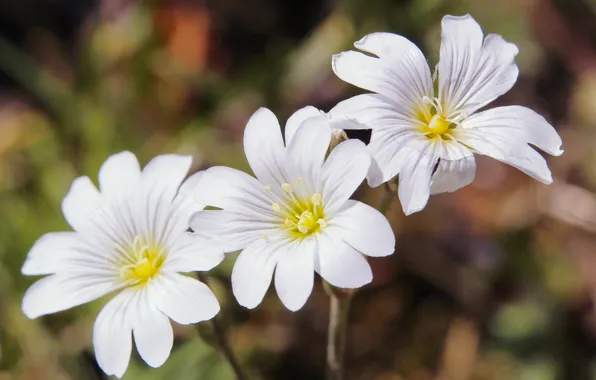 White, flower, blooming