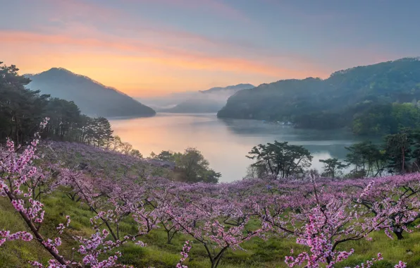 Trees, flowers, mountains, branches, cherry, fog, lake, rocks