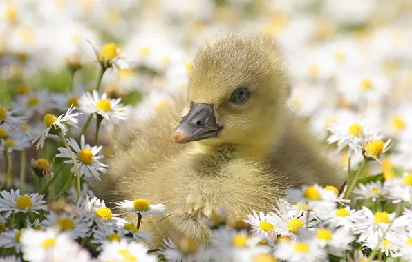 Picture flowers, chamomile, chick, Gosling